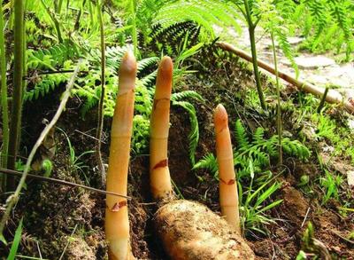 農(nóng)村5種特像土豆的植物,價格是節(jié)節(jié)高,您是否認識或是吃過?