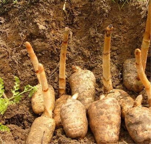 天麻種植技術(shù)與產(chǎn)業(yè)推薦 從四川特色到長(zhǎng)程天麻靈芝的深度解析